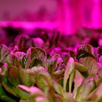 LED Lighting Connections Sprout Up In Vertical Farming