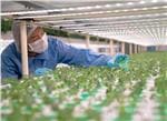 ams OSRAM Iluminación para horticultura de Osram