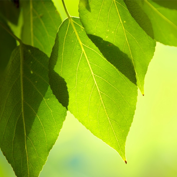 Responsabilidad medioambiental